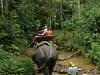 Elephant Riding